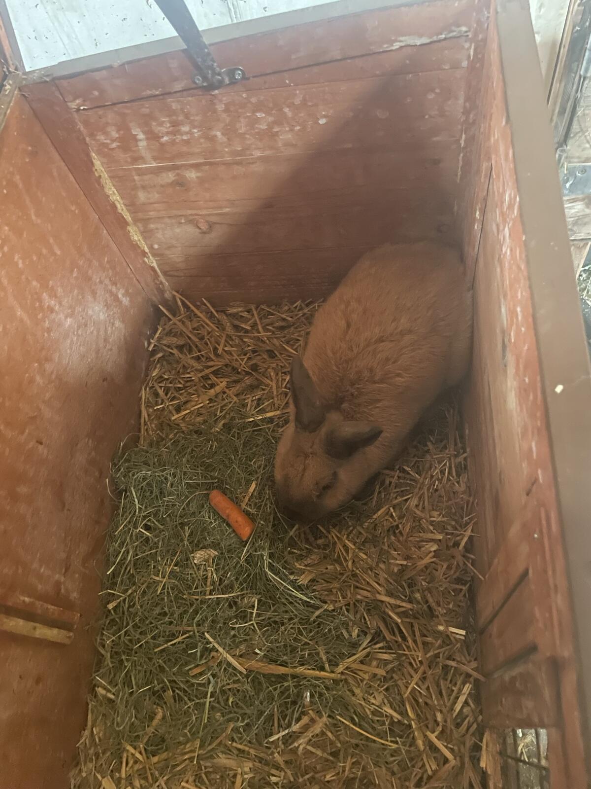 Zwergmännchen zu vergeben 3