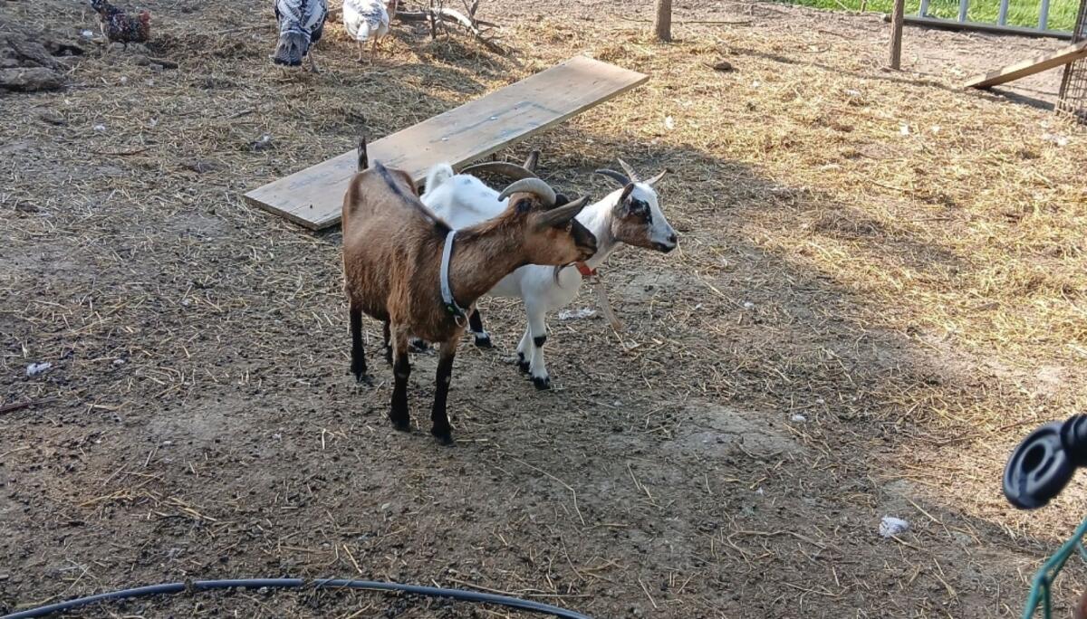 Ziegen 1