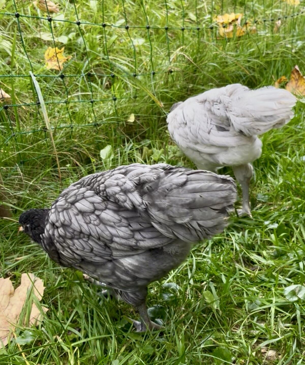 Australorp Hähne 9 Wochen 2