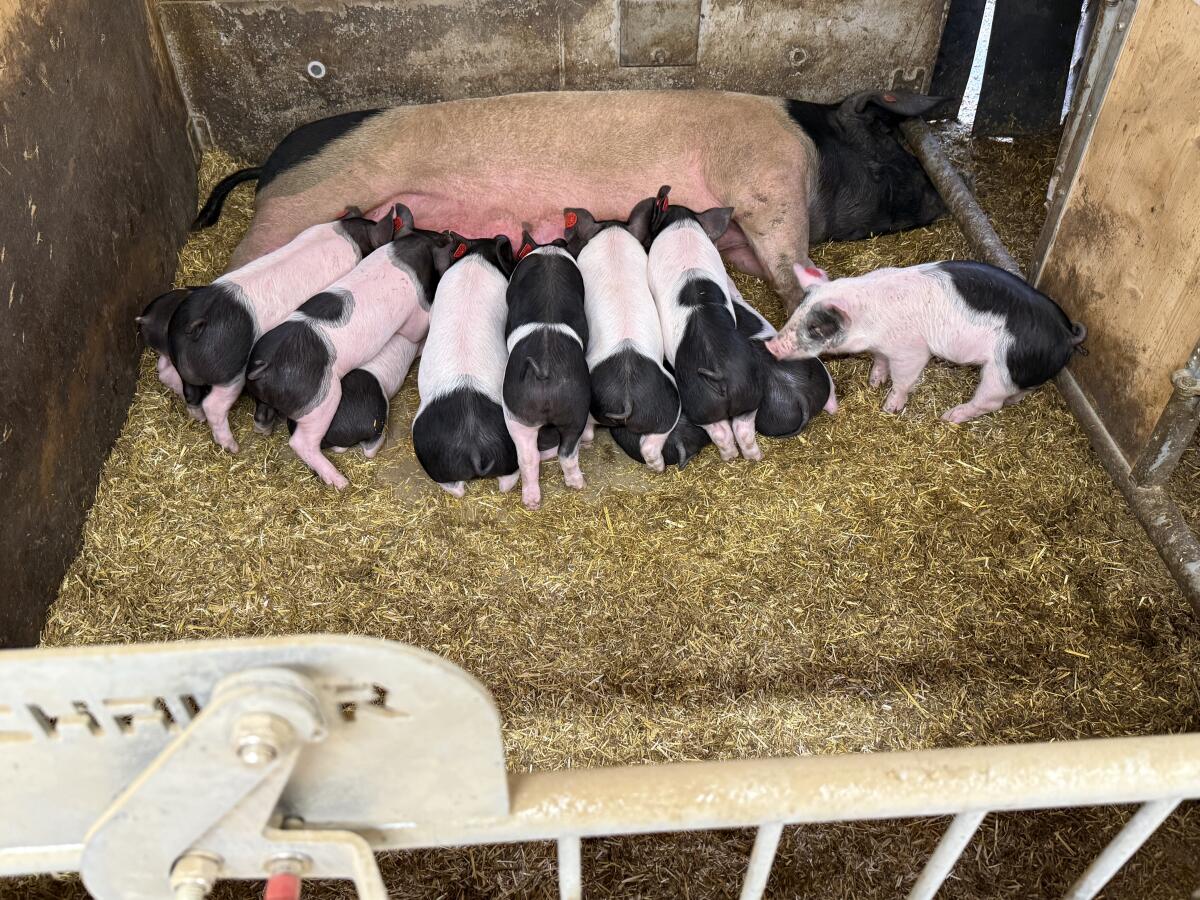 Ferkel Schwäbisch Hällisch Bio 1
