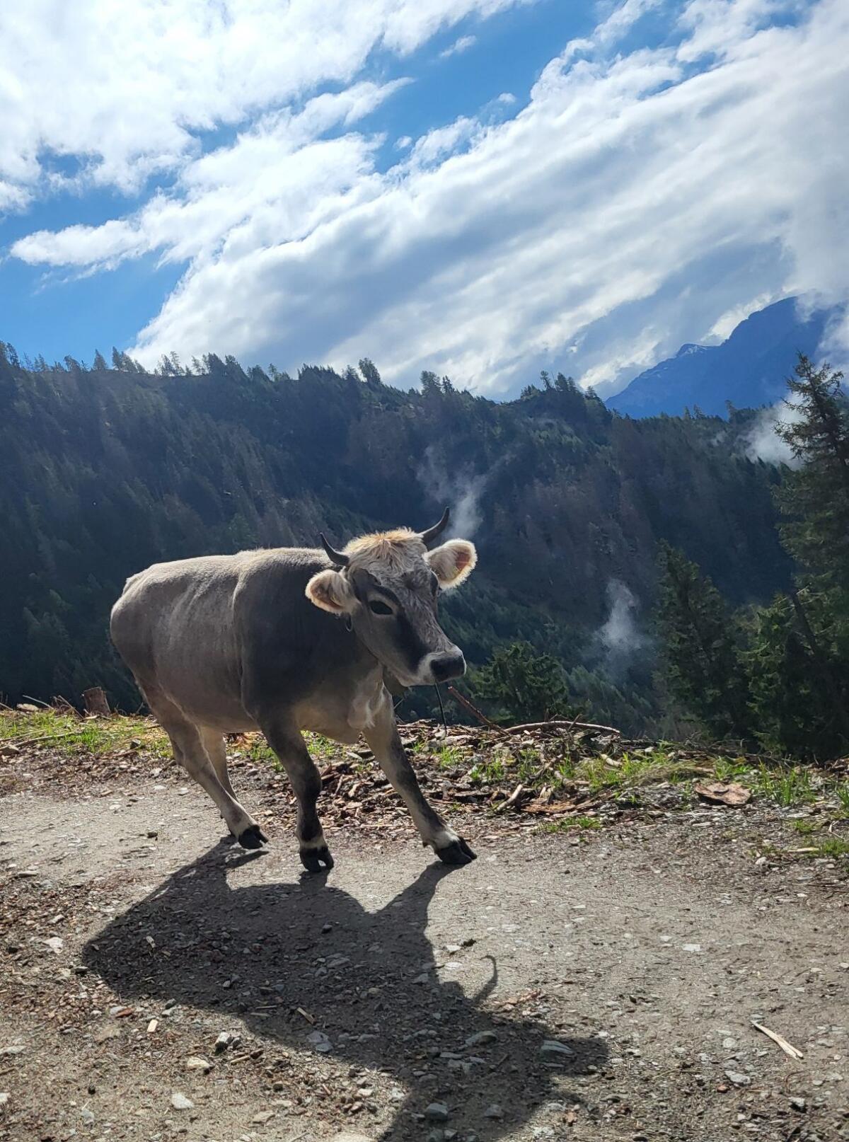 Tiroler Grauvieh Kalbin 1