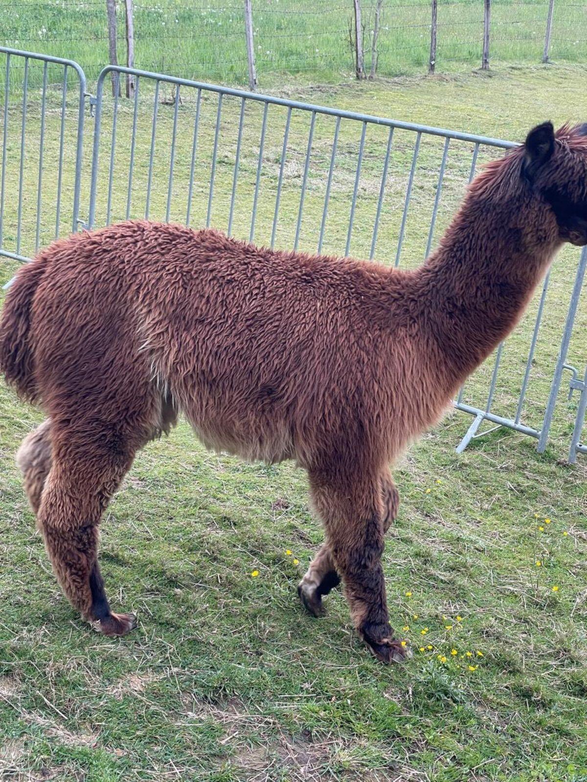 Alpaka 1