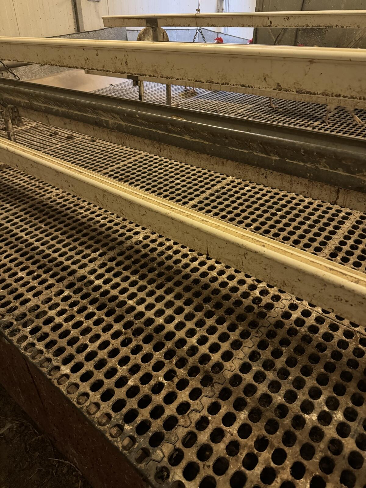 Legehennen-Stalleinrichtung 3