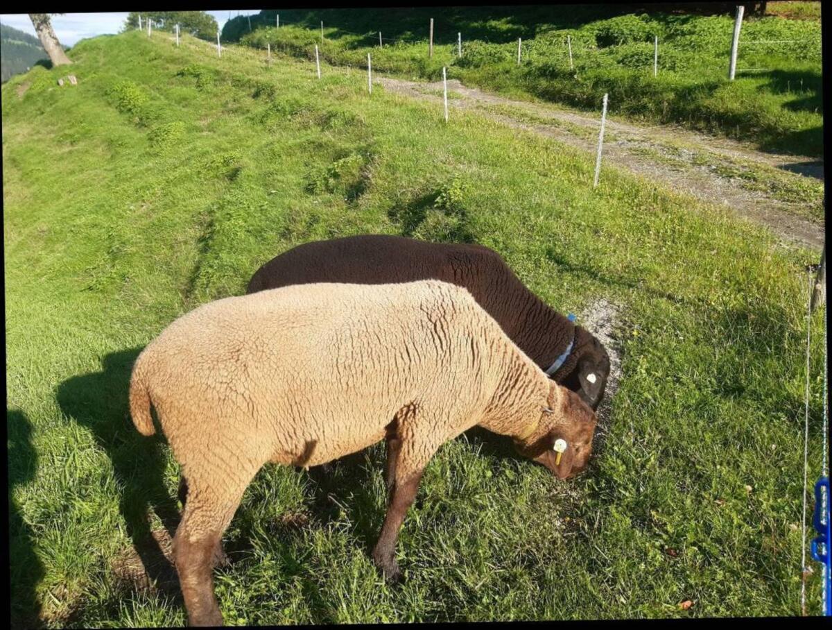 Verkaufe Weibliche Jura-Zuchtlämmer 3