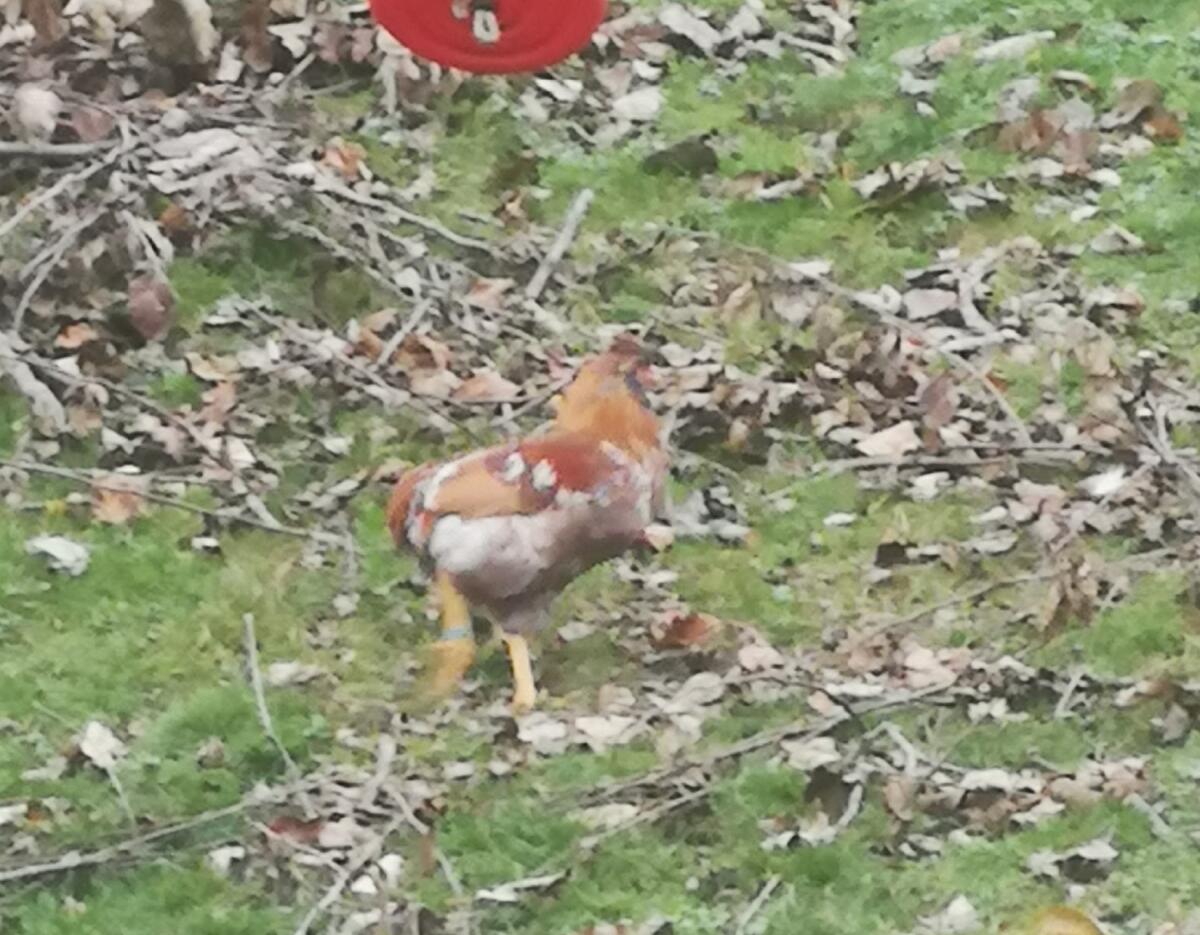 Araucana Junghähne 1