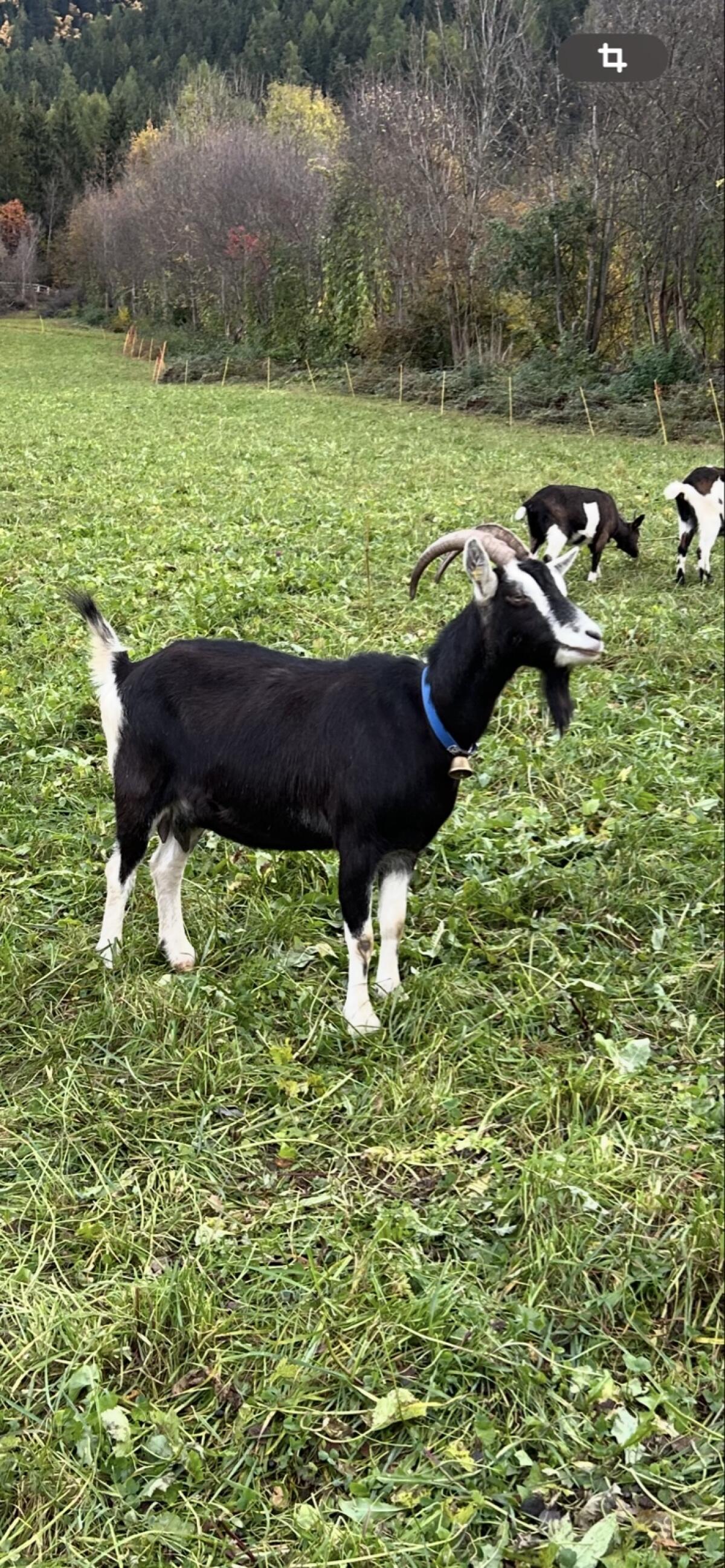 Bündner Strahlenziege 3