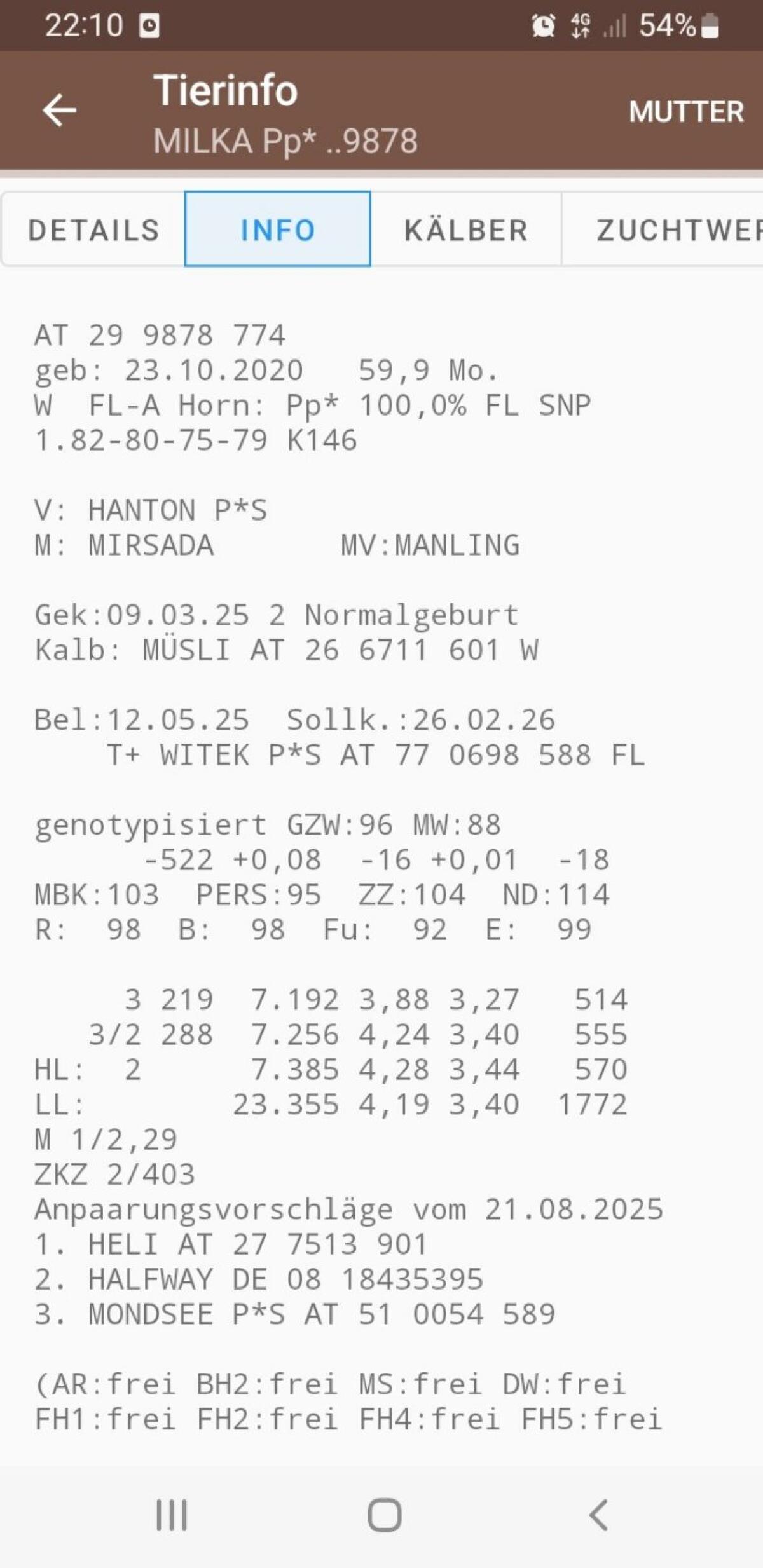 Trächtige BIO Kuh in Milch 2