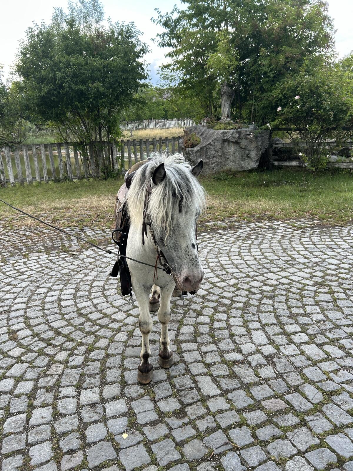 Hübscher Pony-Wallach 2