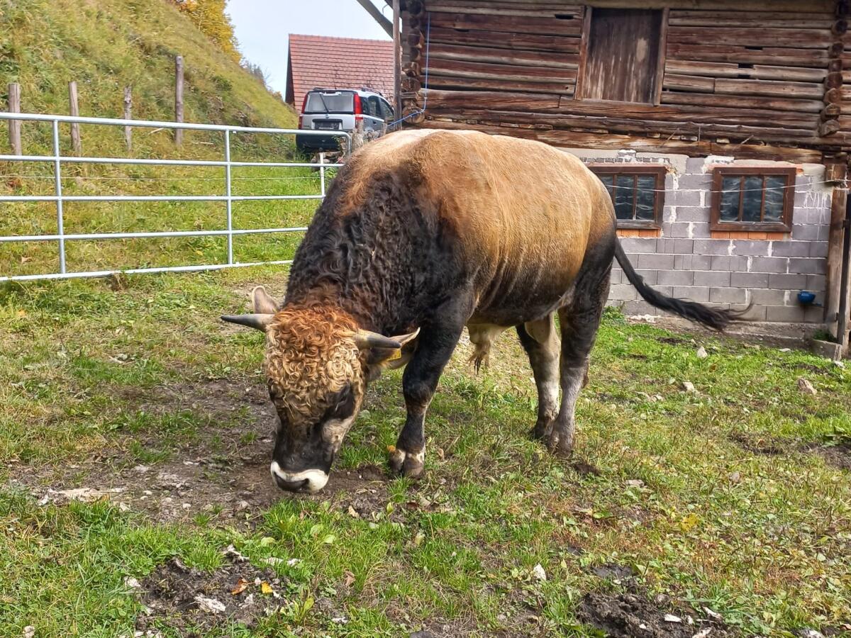 BIO - Gutmütiger reinrassiger Murbodner Stier abzugeben 2