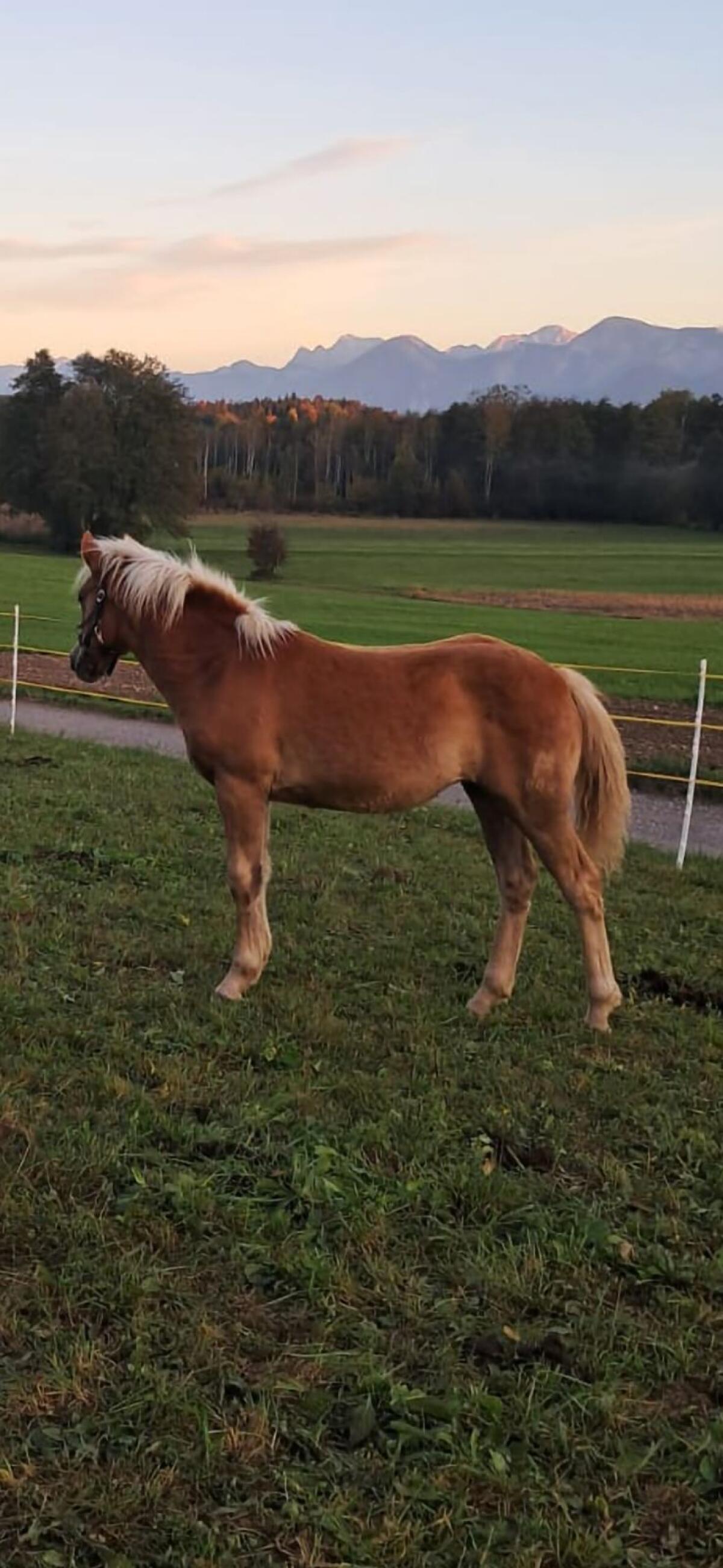 Haflinger Stutfohlen 3