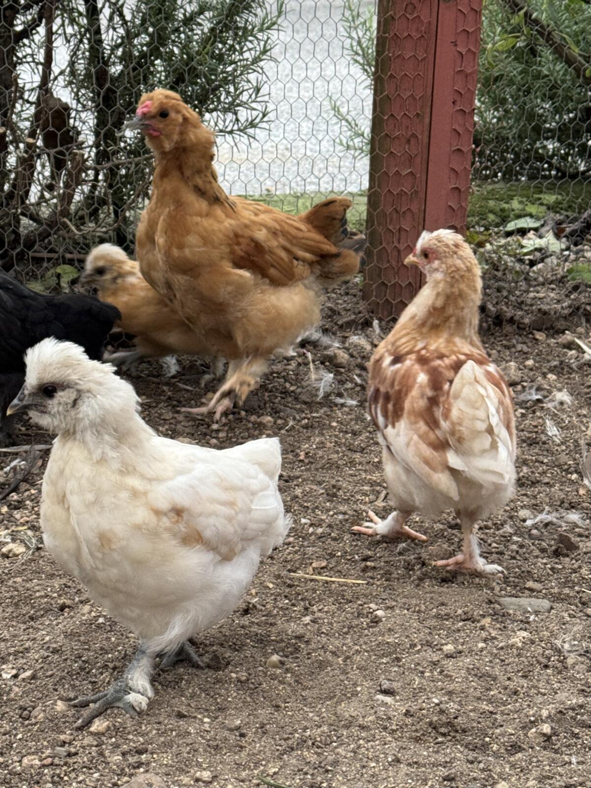 Zwergseidenhuhn-Mix 3