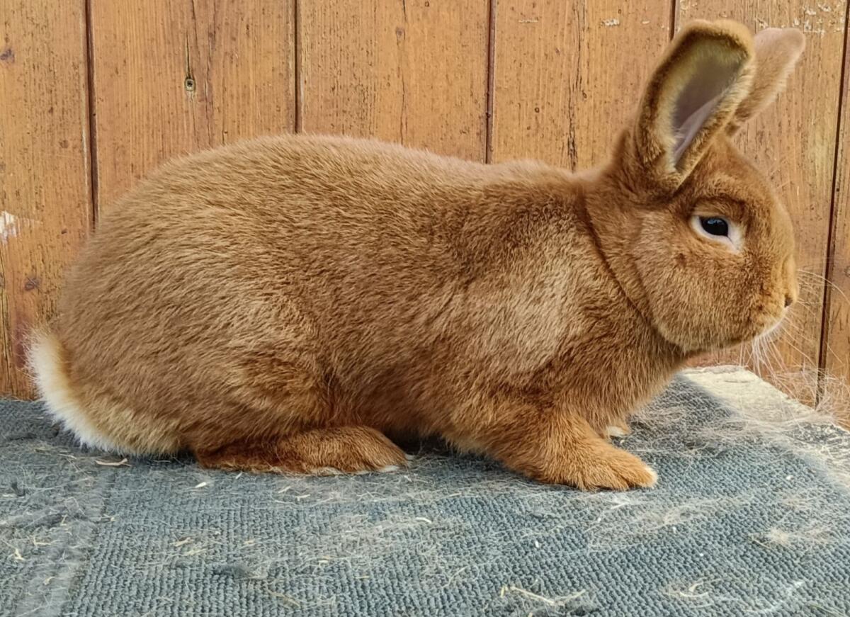 Neuseeländer 1