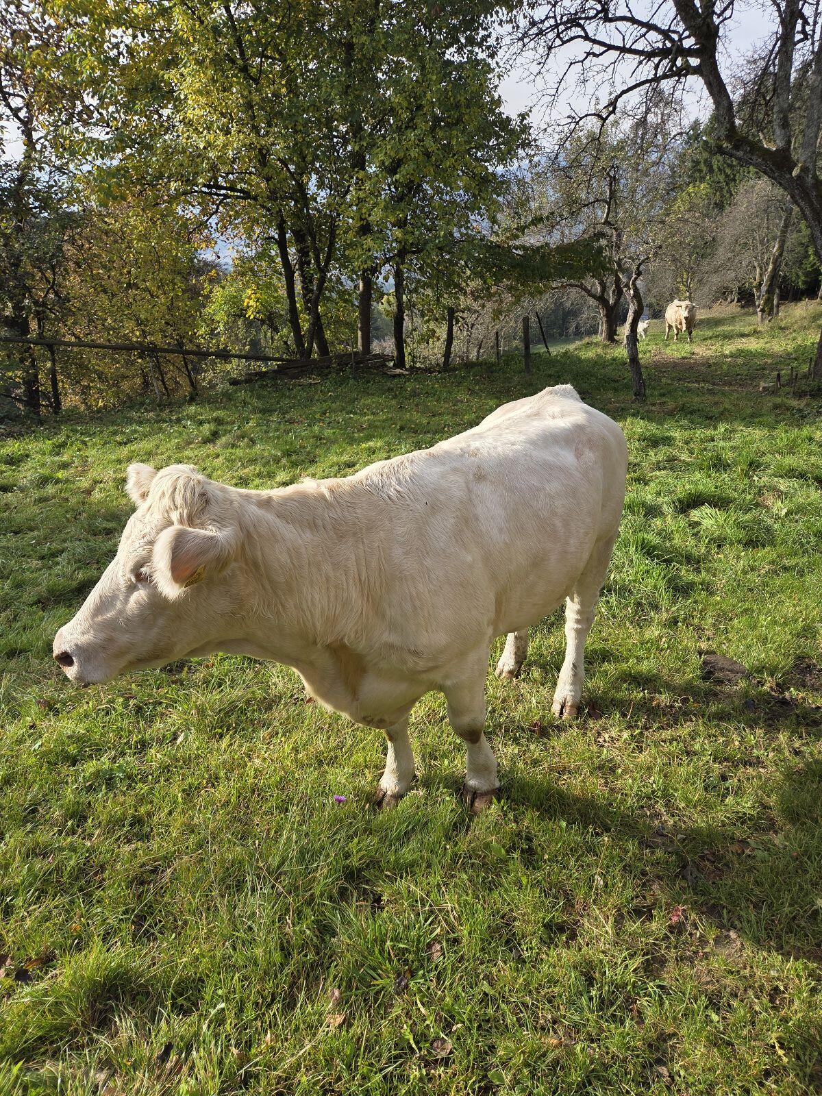 Verkaufe reinrassige Charolais Kuh mit Stierkalb 3