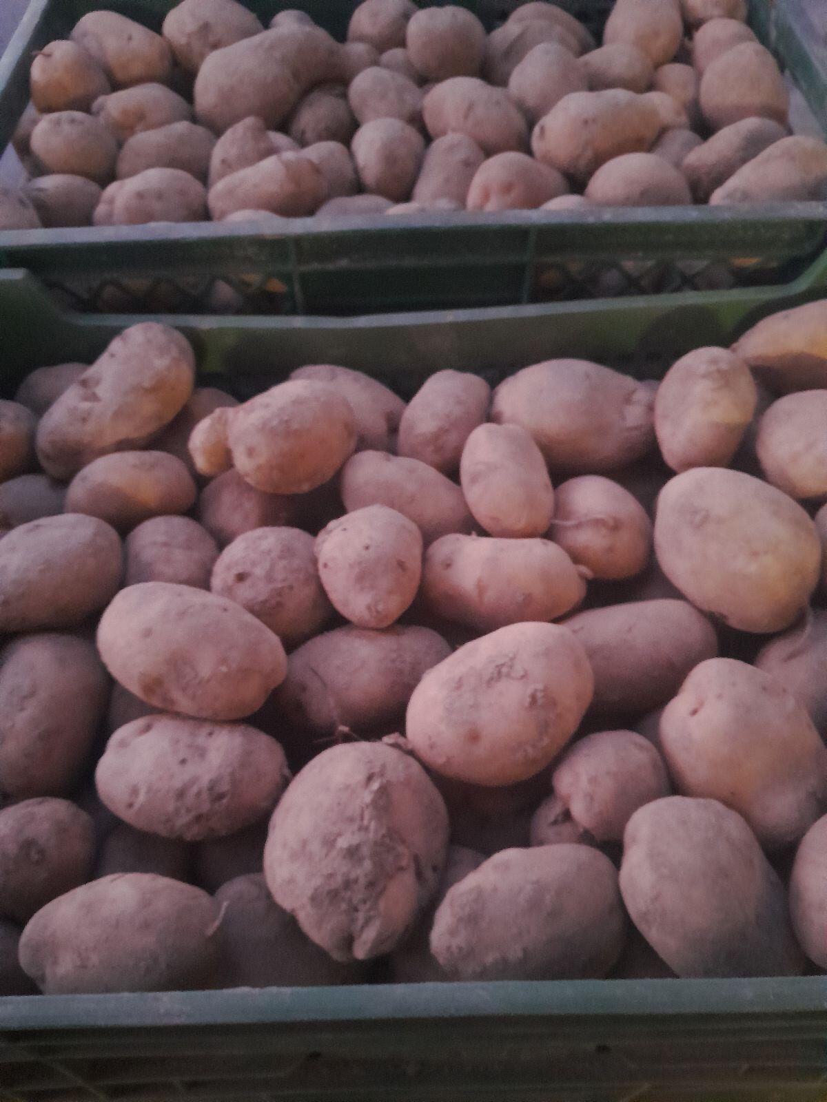 Speise - Kartoffeln rot und weiß 1