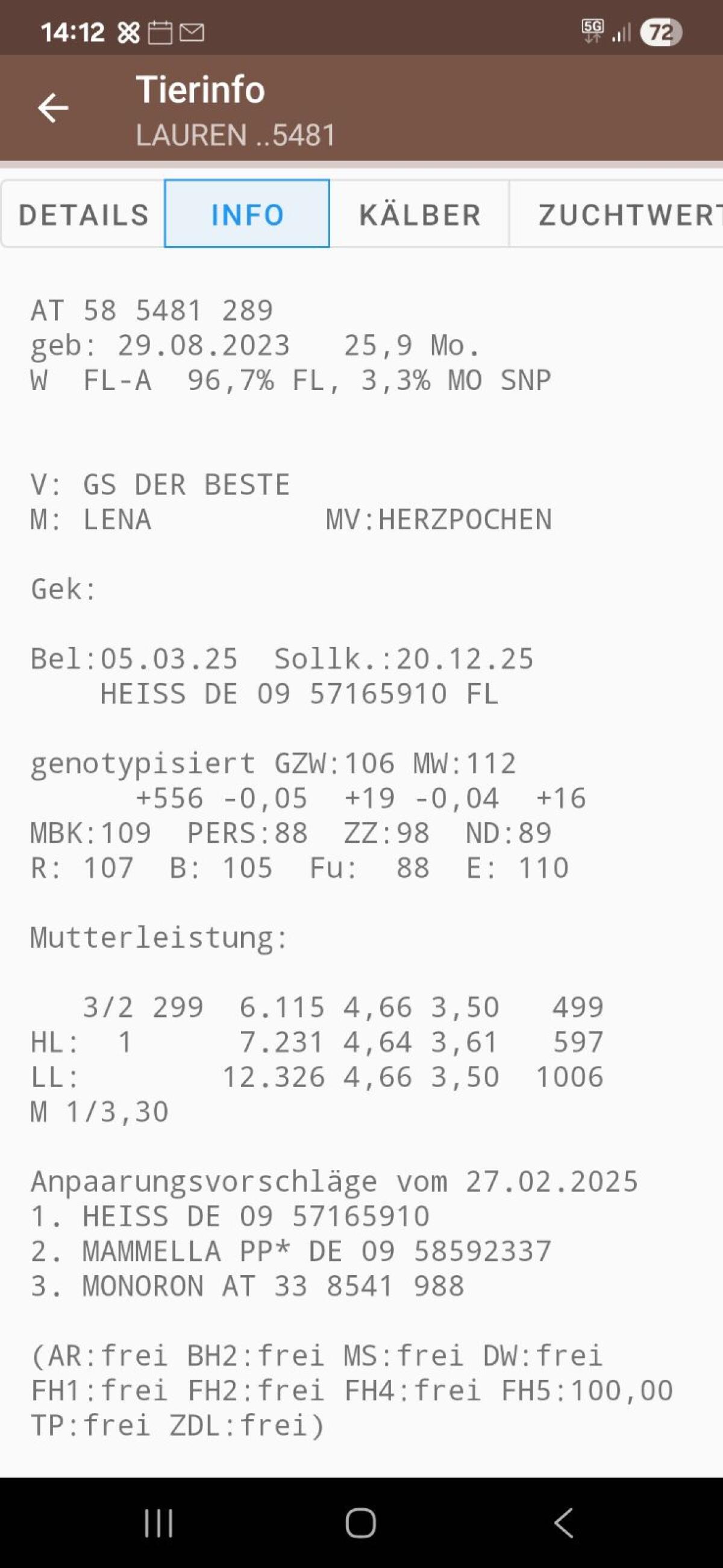 Trächtige Fleckviehzuchtkalbin 3