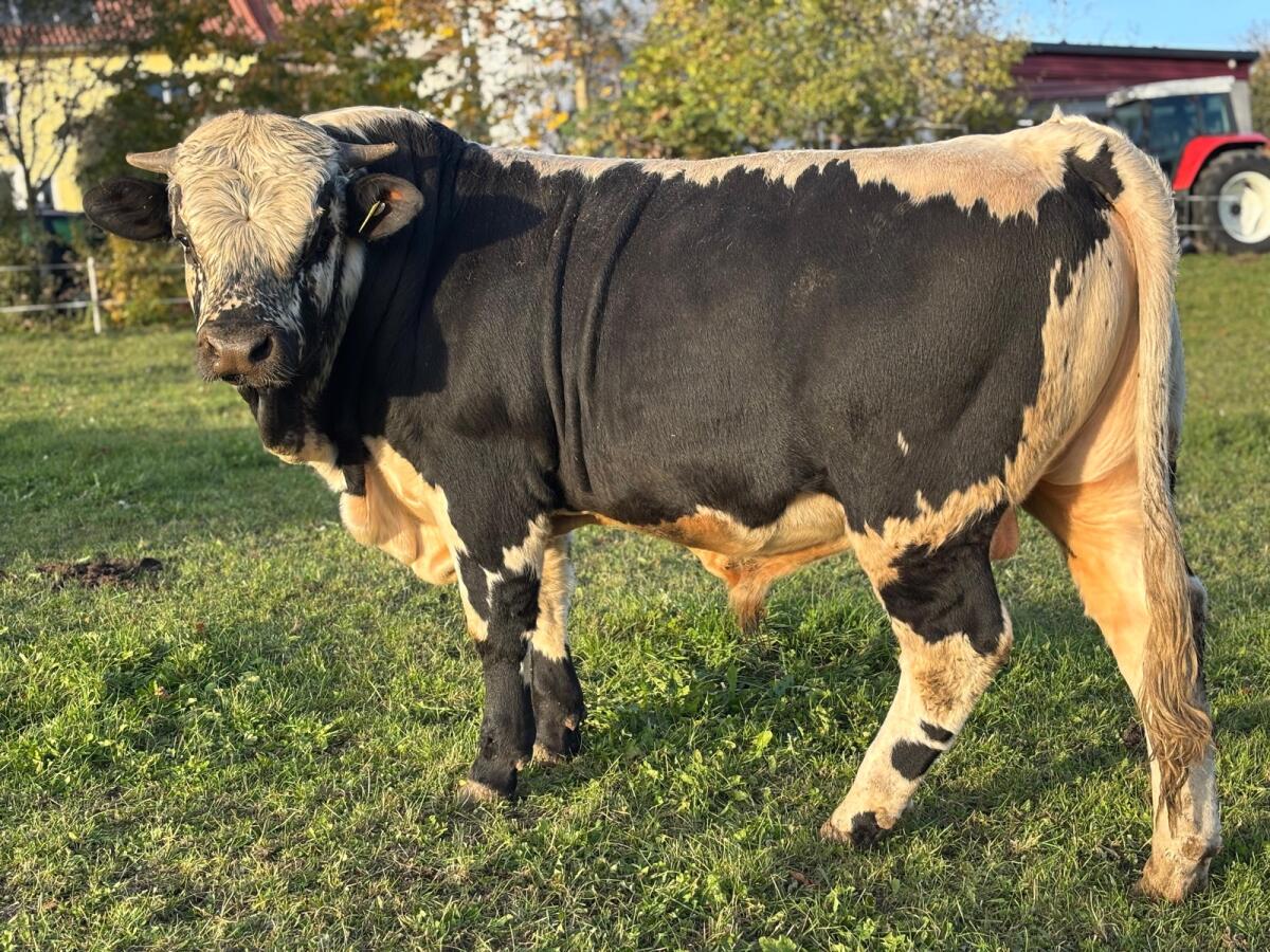 BIO Pustertaler Sprinzen Stier 2