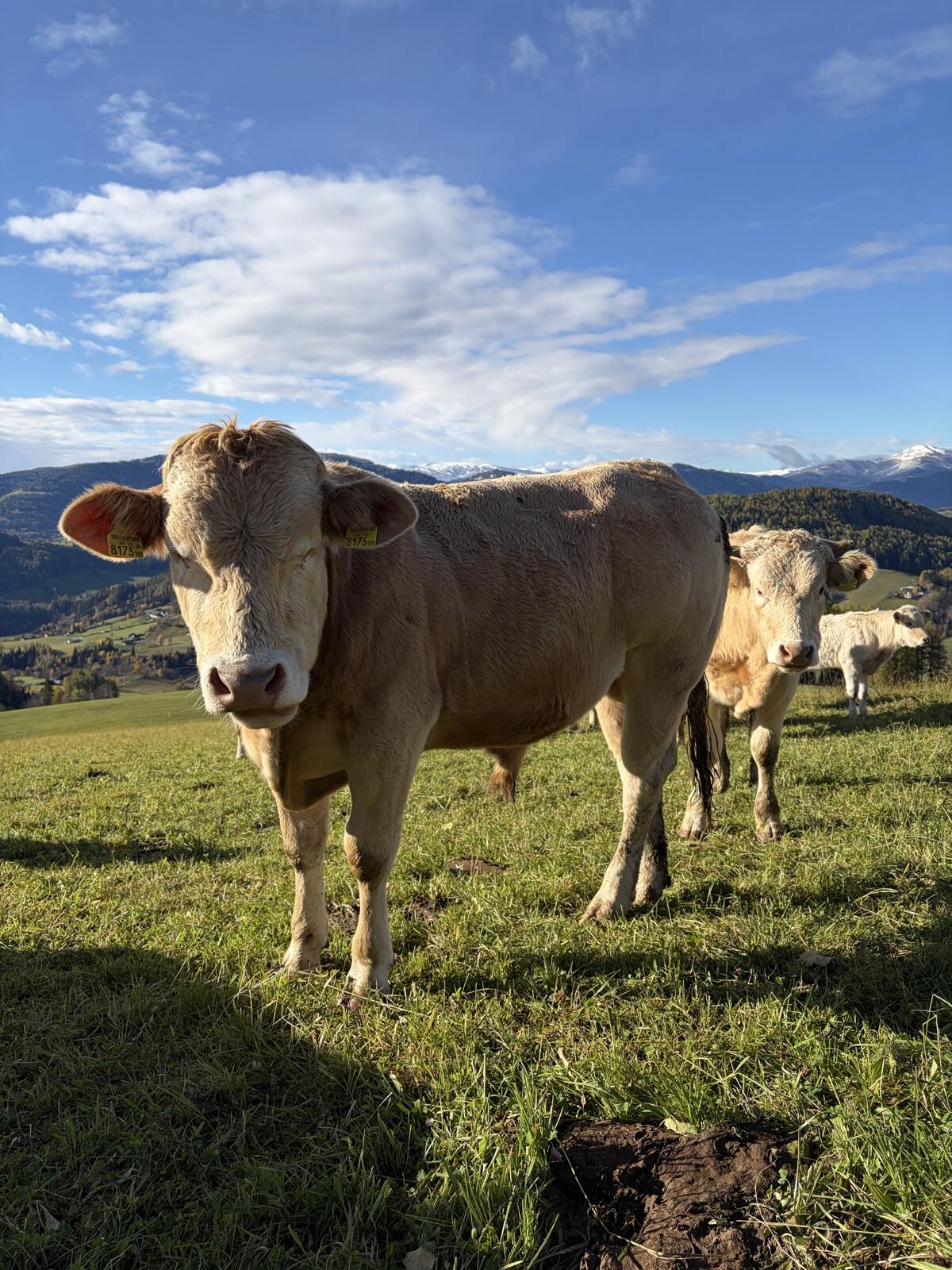 Blonde d'Aquitaine Bio Stiere 3