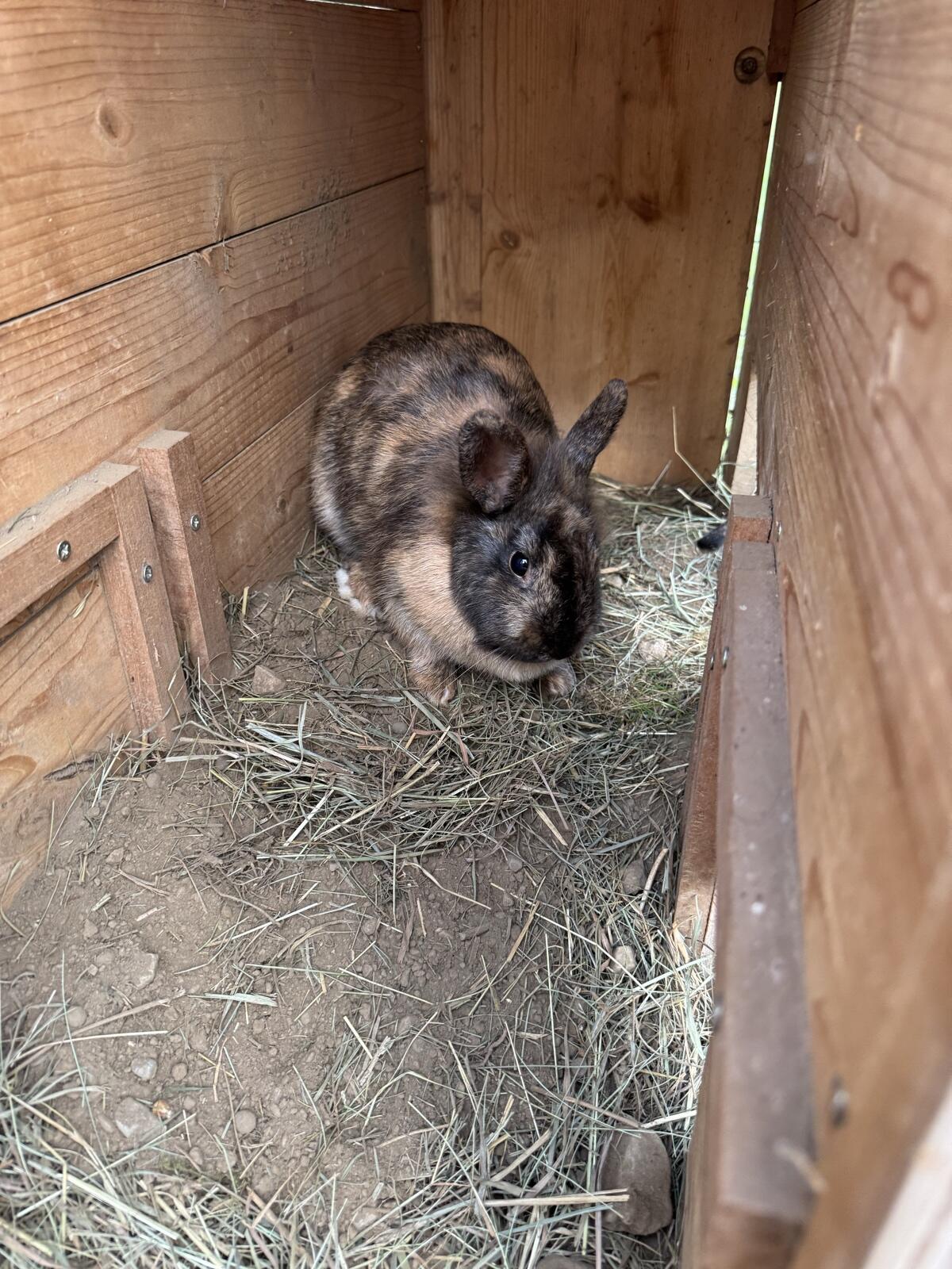 Kaninchen zu verschenken 1