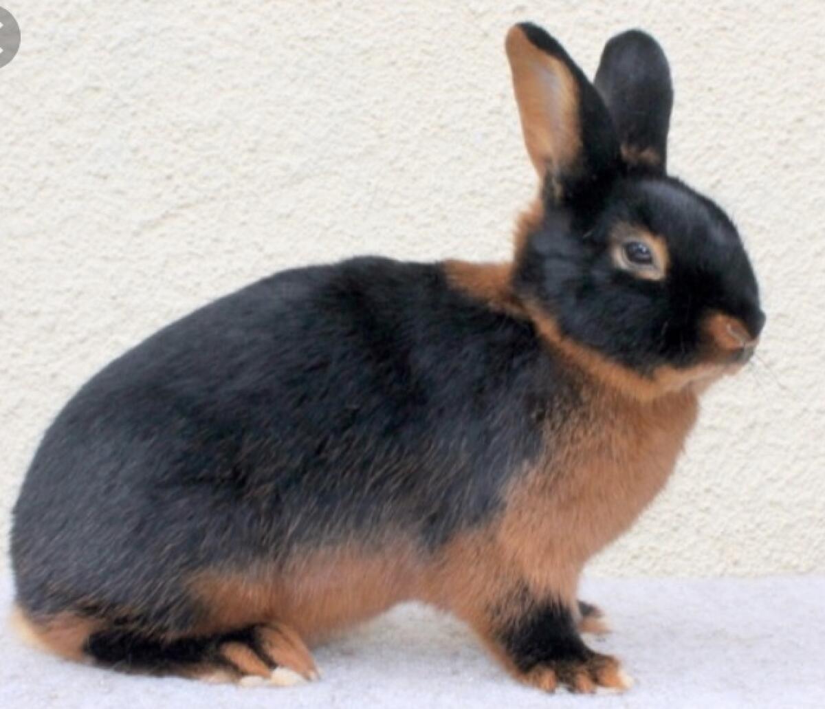 Lohkaninchen abzugeben 2
