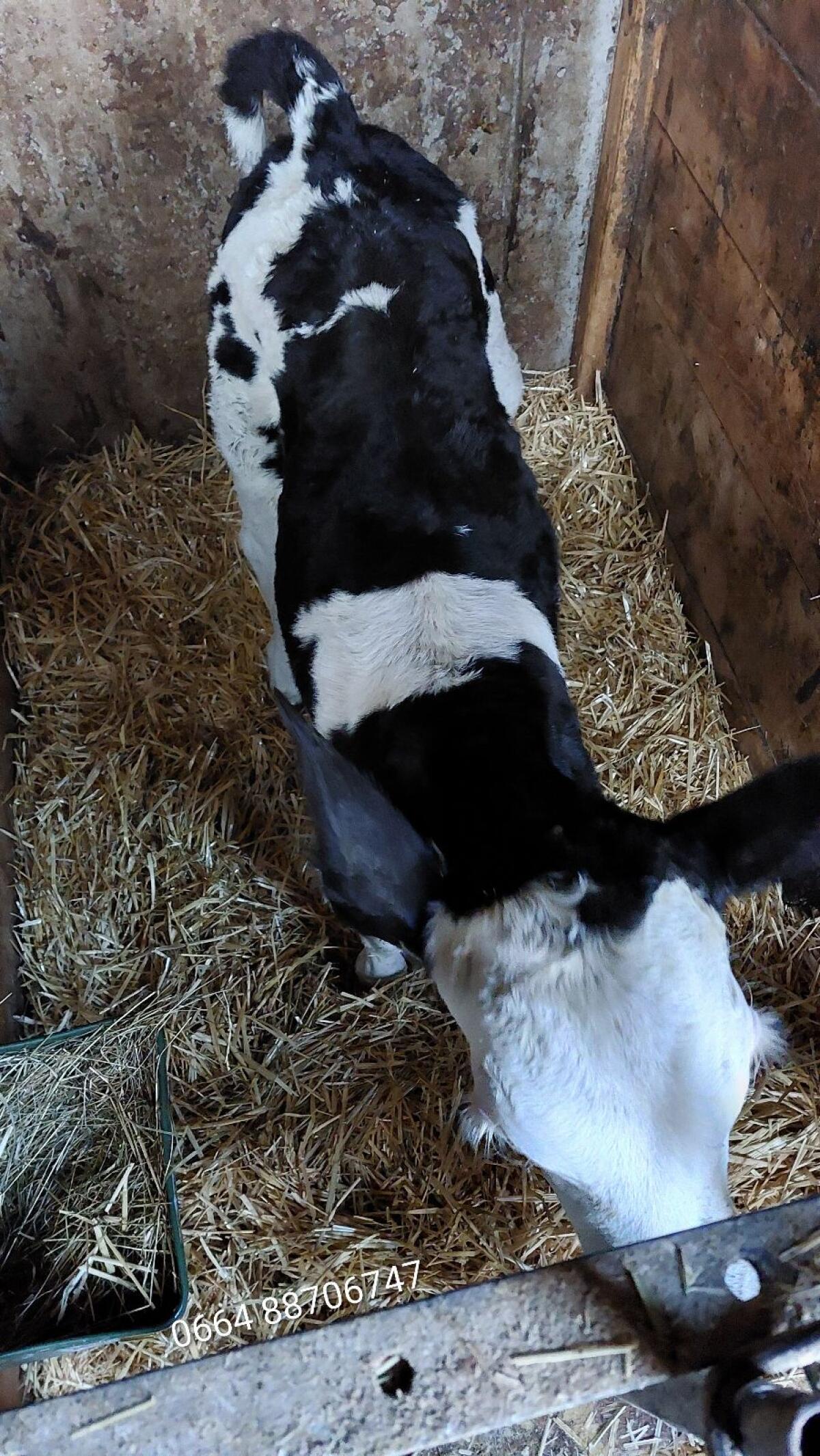 Kuhkalb Fleckvieh × Holstein 1