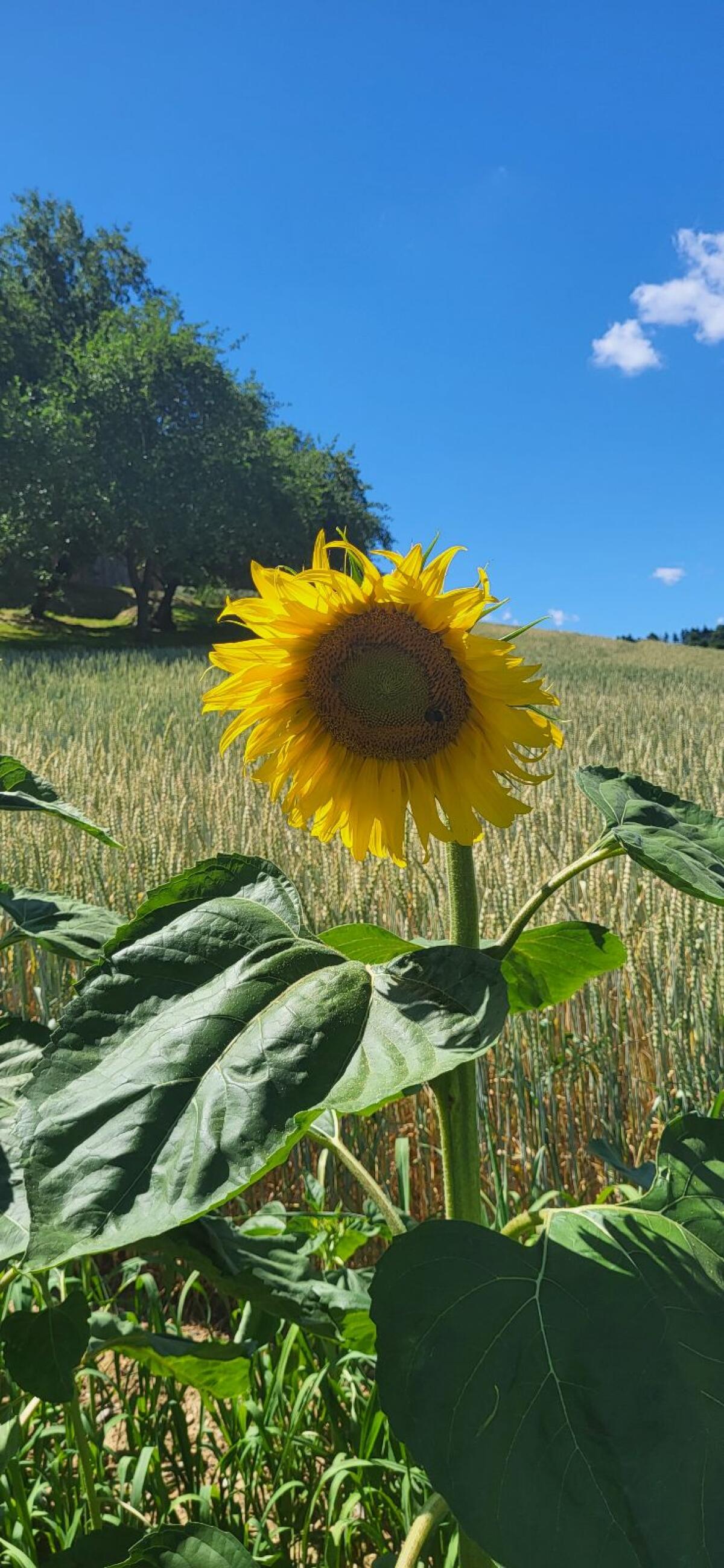 Sonnenblumenkerne / Vogelfutter 2