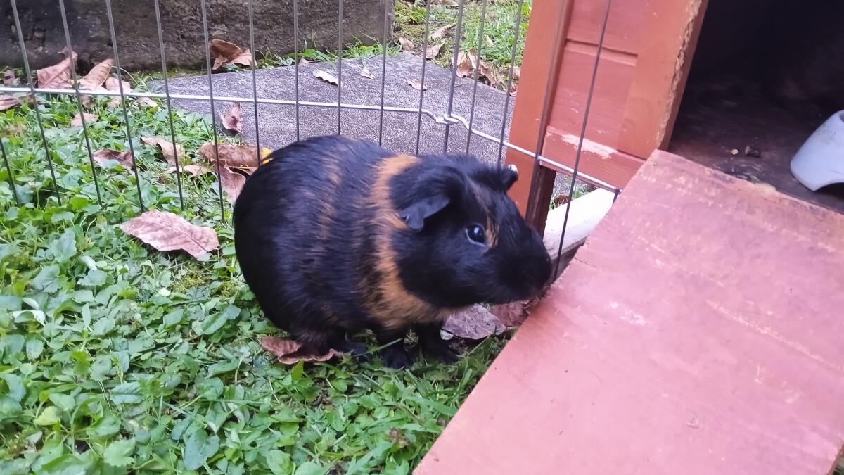 Meerschweinchen Männchen 2