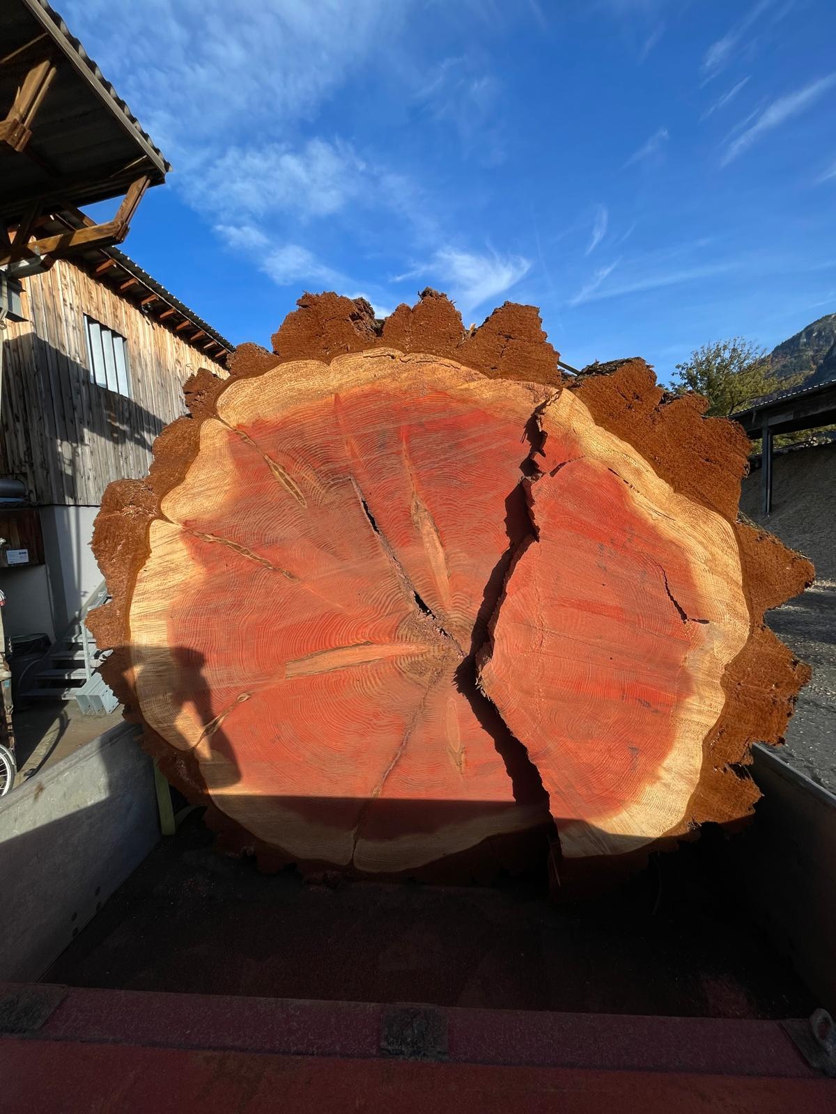 Mammutbau - Sequoiadendron Giganteum 2