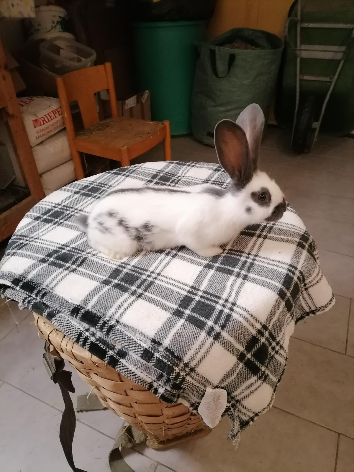 Junge Riesenschecken Kaninchen 2