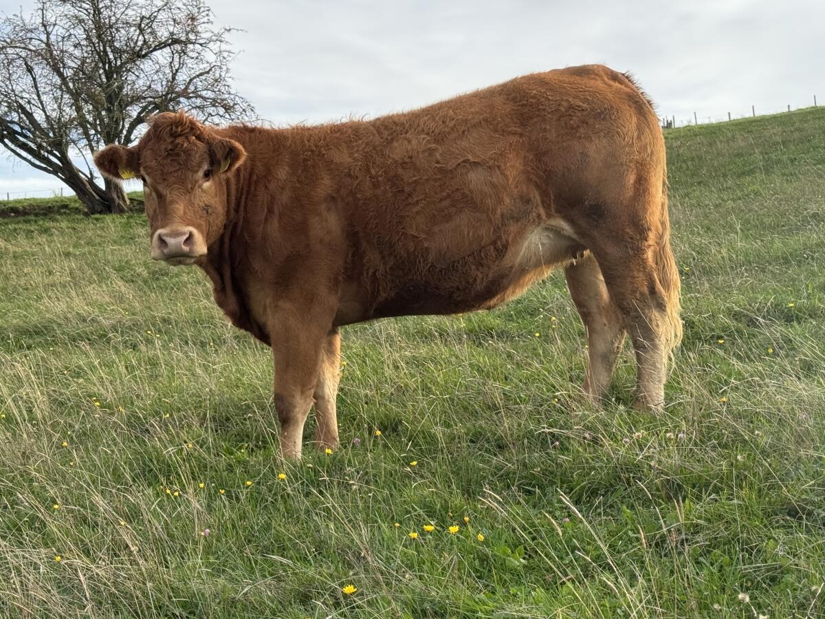 Bio Naturland Herford, Limousin tragende Rinder 2