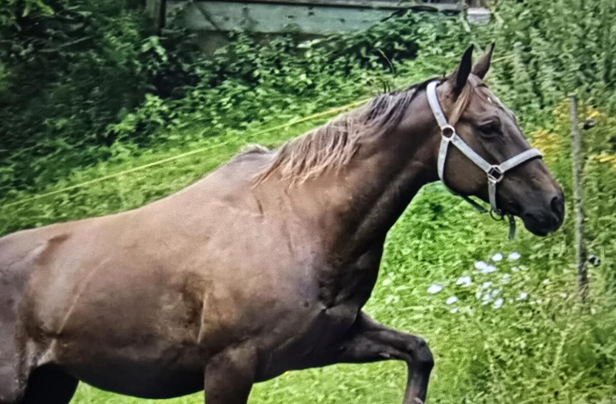 Quarter Horse Stute 3