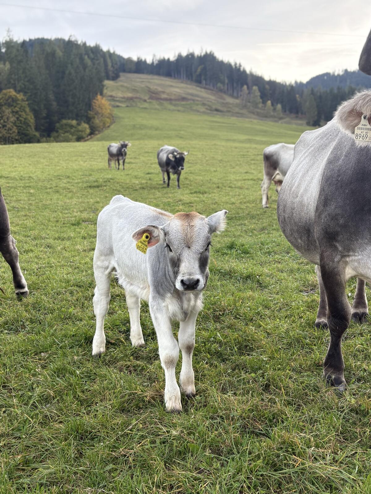 Bio Grauvieh Kuhkälber 3