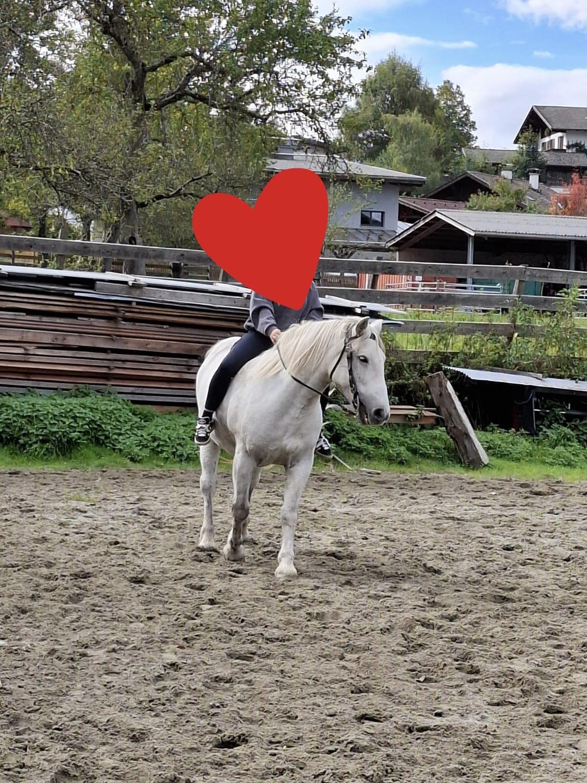 Nettes Freizeitpferd 2