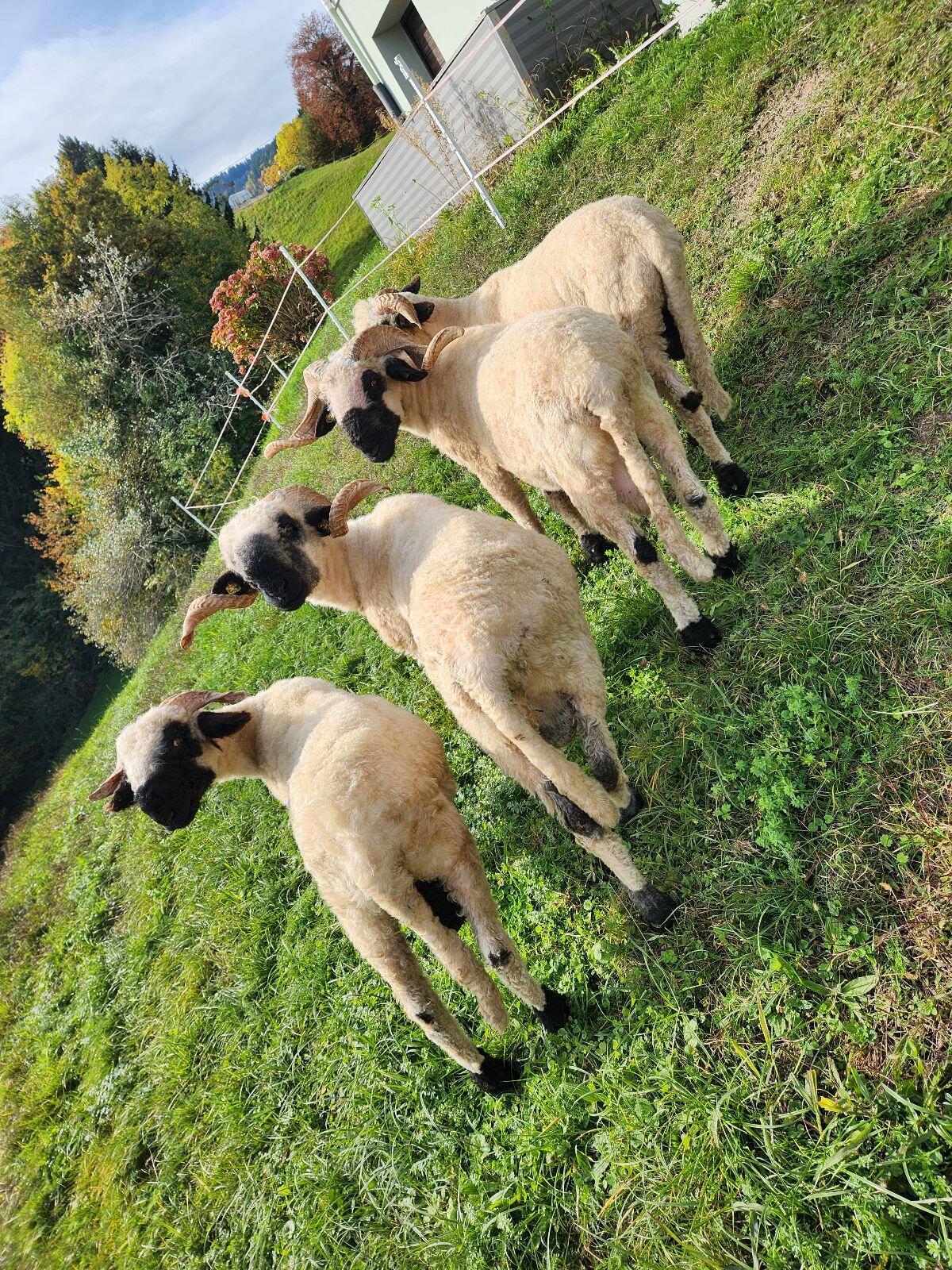 4 Stk. Walliser Schwarznasen Widder 3