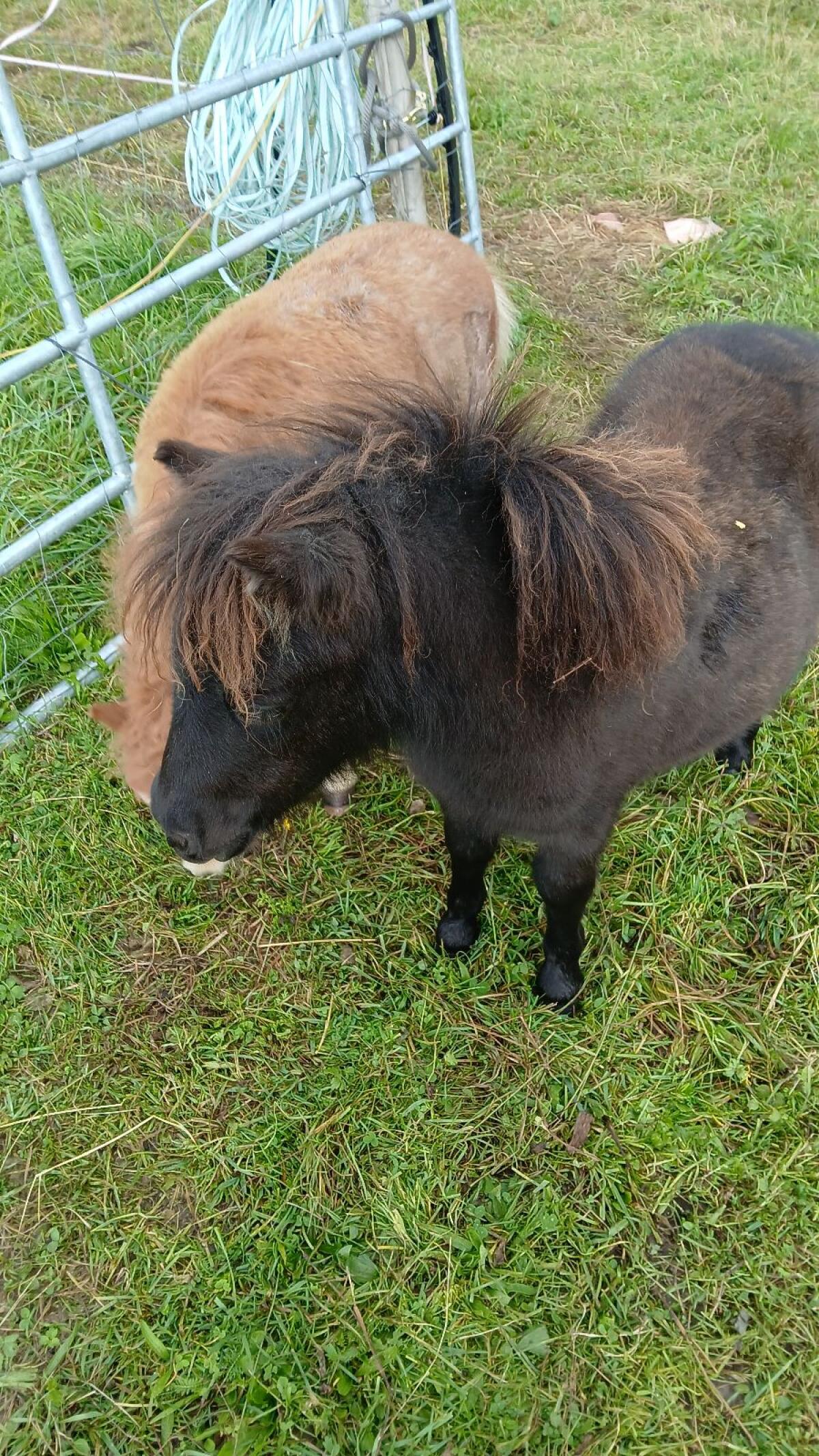 Minishetlandponys 2