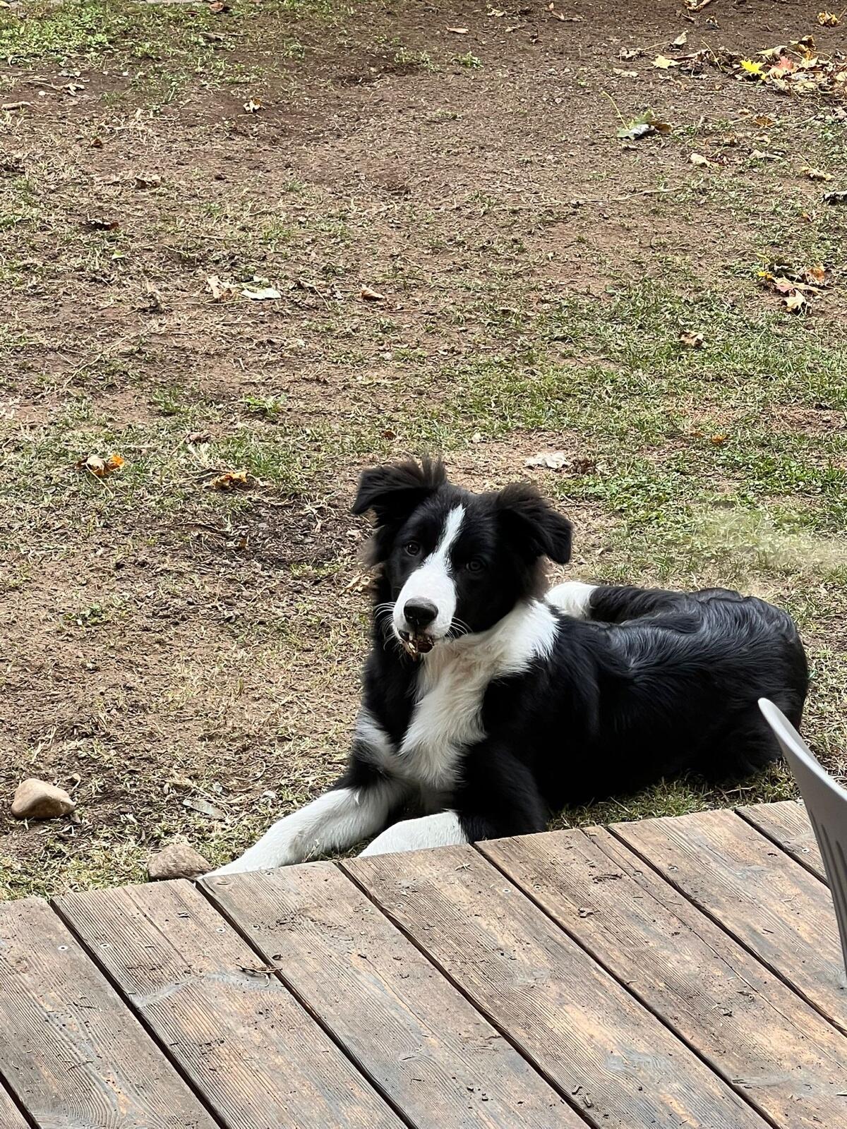 Border Collie-Welpe „Tango“ sucht ein liebevolles Zuhause 2