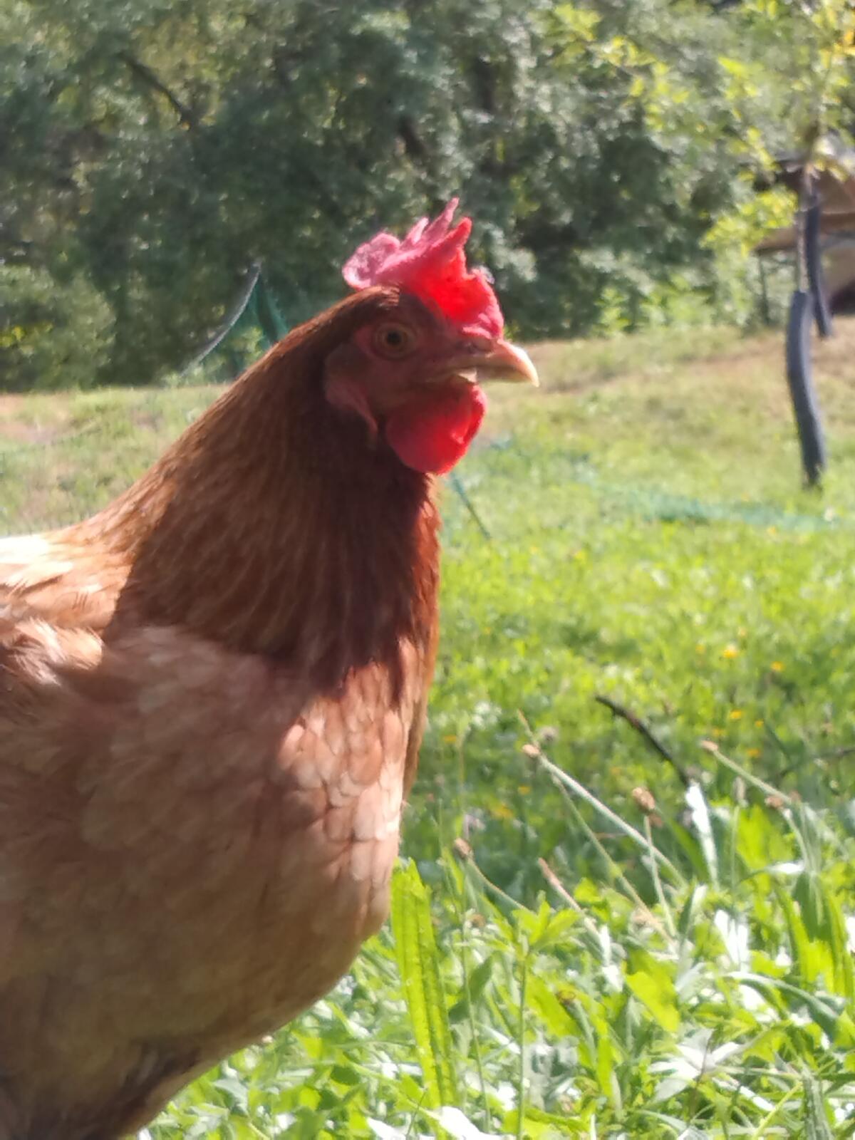 Mix Junghühner und Küken 2