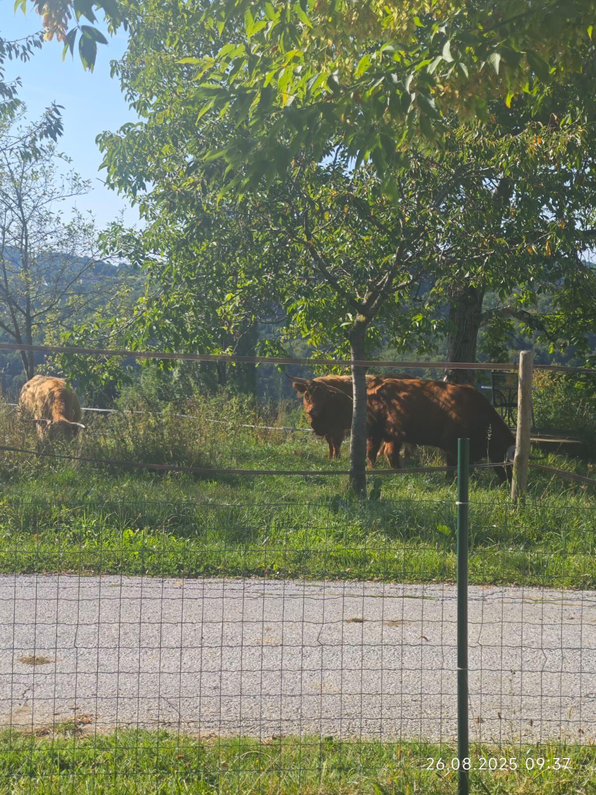 Kleine Herde 1