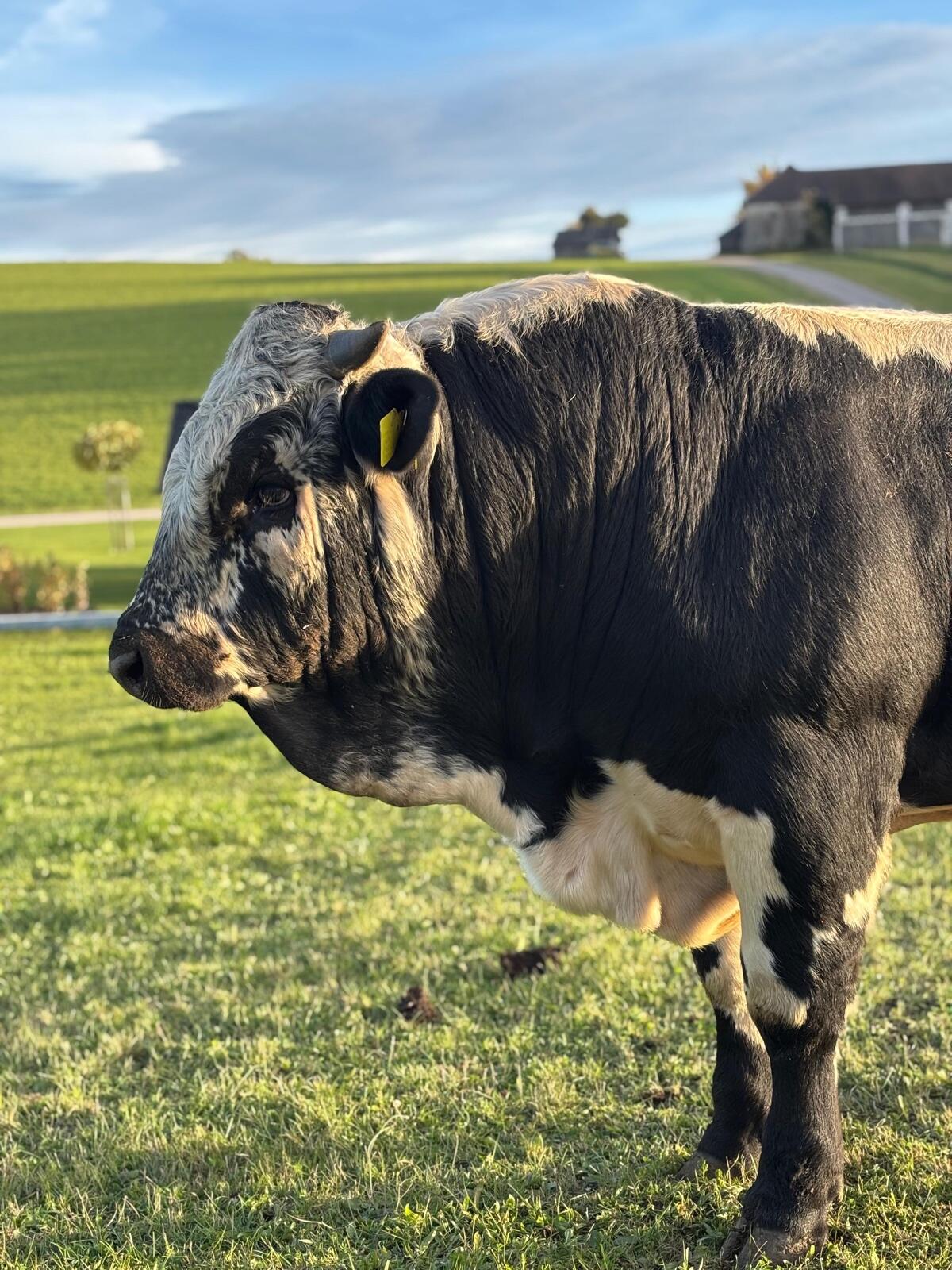 BIO Pustertaler Sprinzen Stier 3