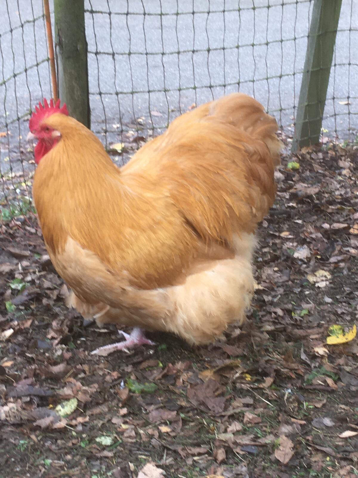 Fränkische Landgänse, Jungtiere, Bruteier 2