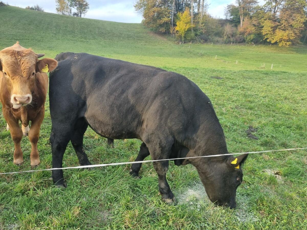 Bio Angus- und Blondvieh-Stier 2