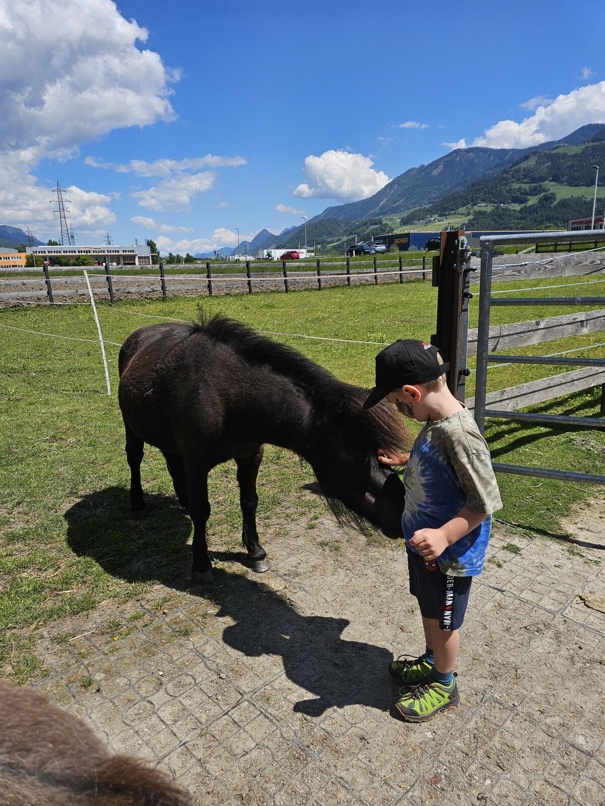 Shettlandpony 3