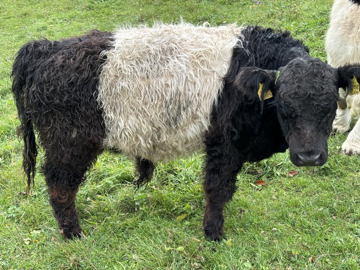 Verkaufe Galloway-Stier und Kalbinnen 2