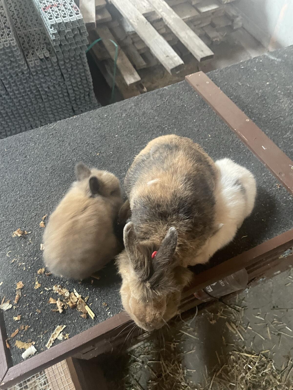 Zwerghasen Mutter mit ihren zwei Babys 2