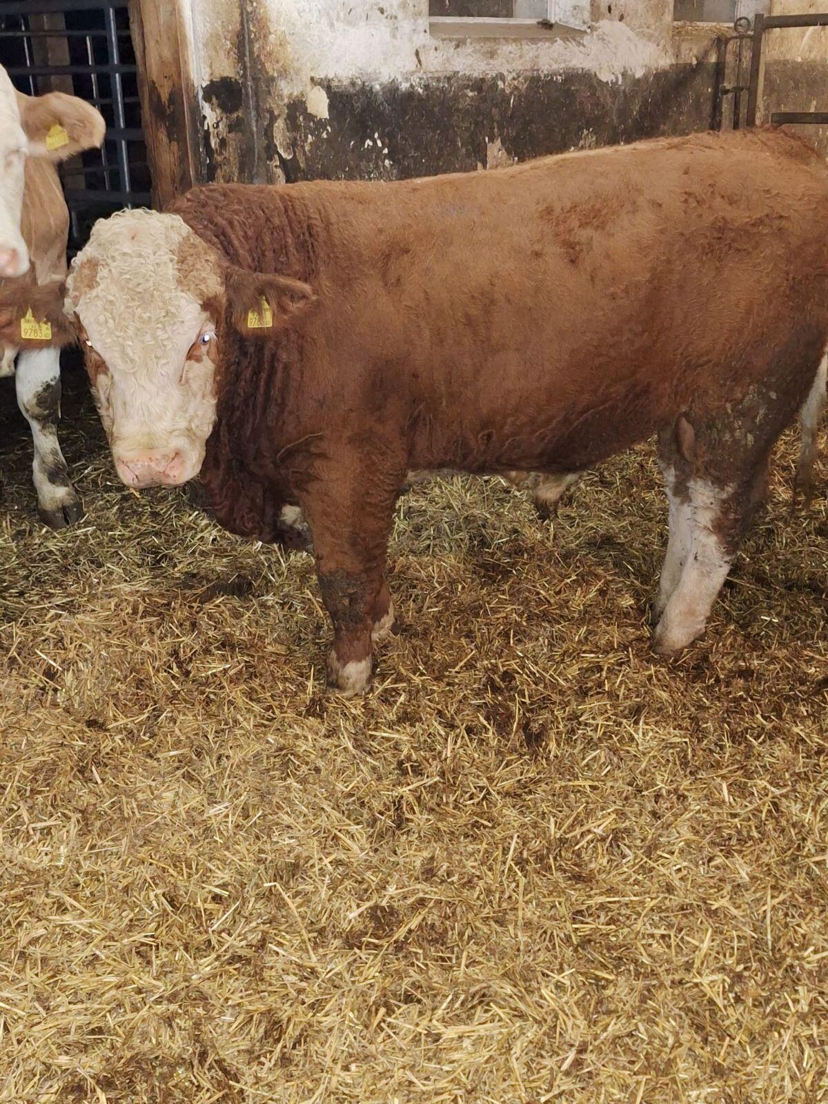 Fleckviehfleisch Zuchtstier 2