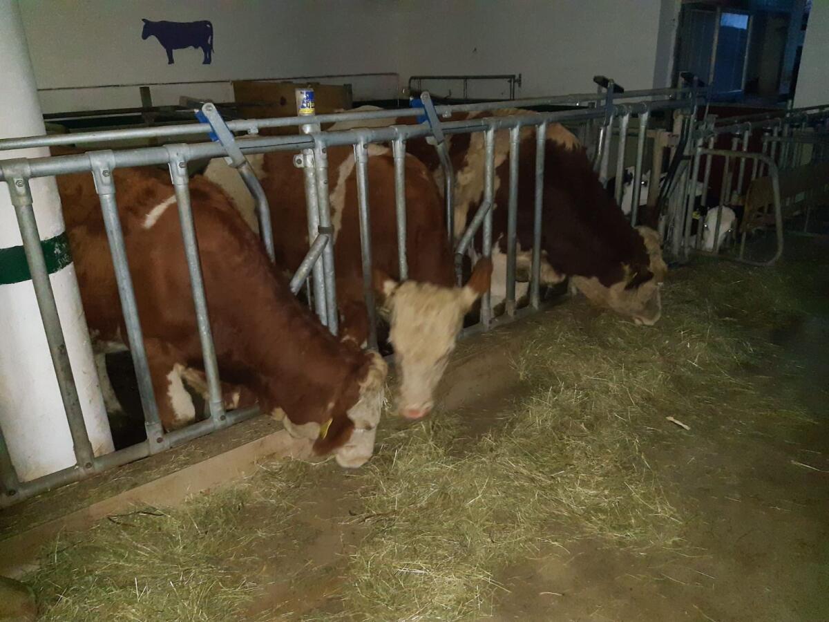 Verkaufe Bio Ochsen 1