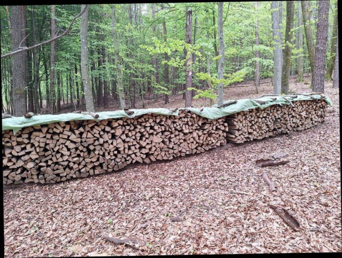 Brennholz Buche 2