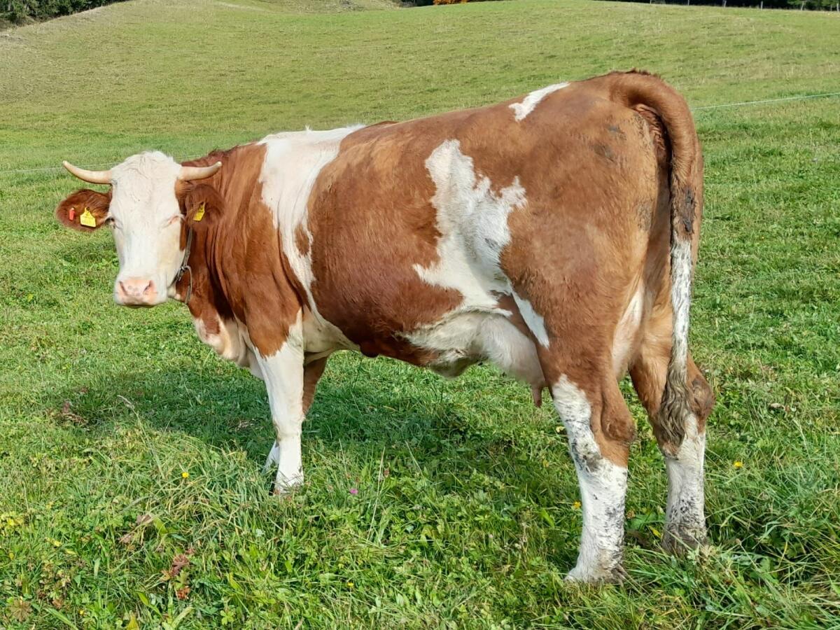 Bio Fleckviehkuh 1