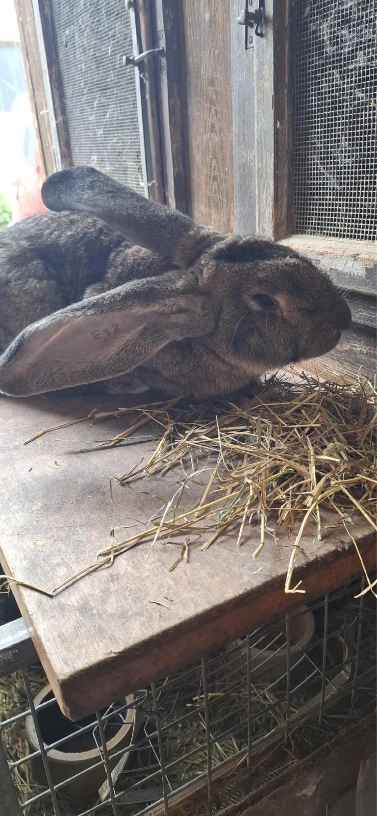 Riesenkaninchen 2