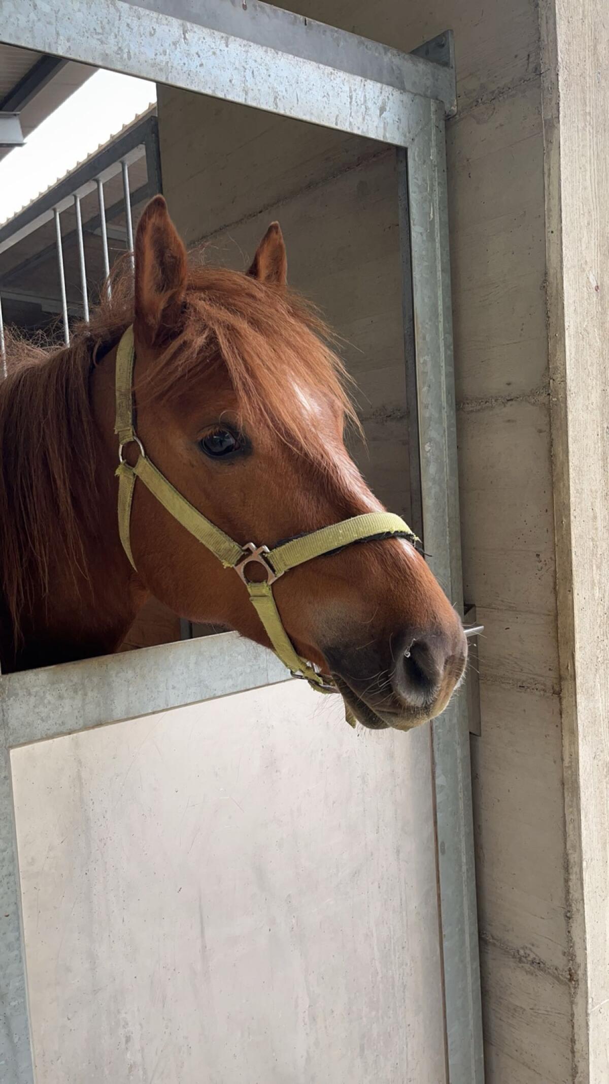 Haflinger-Pinto Stute 1