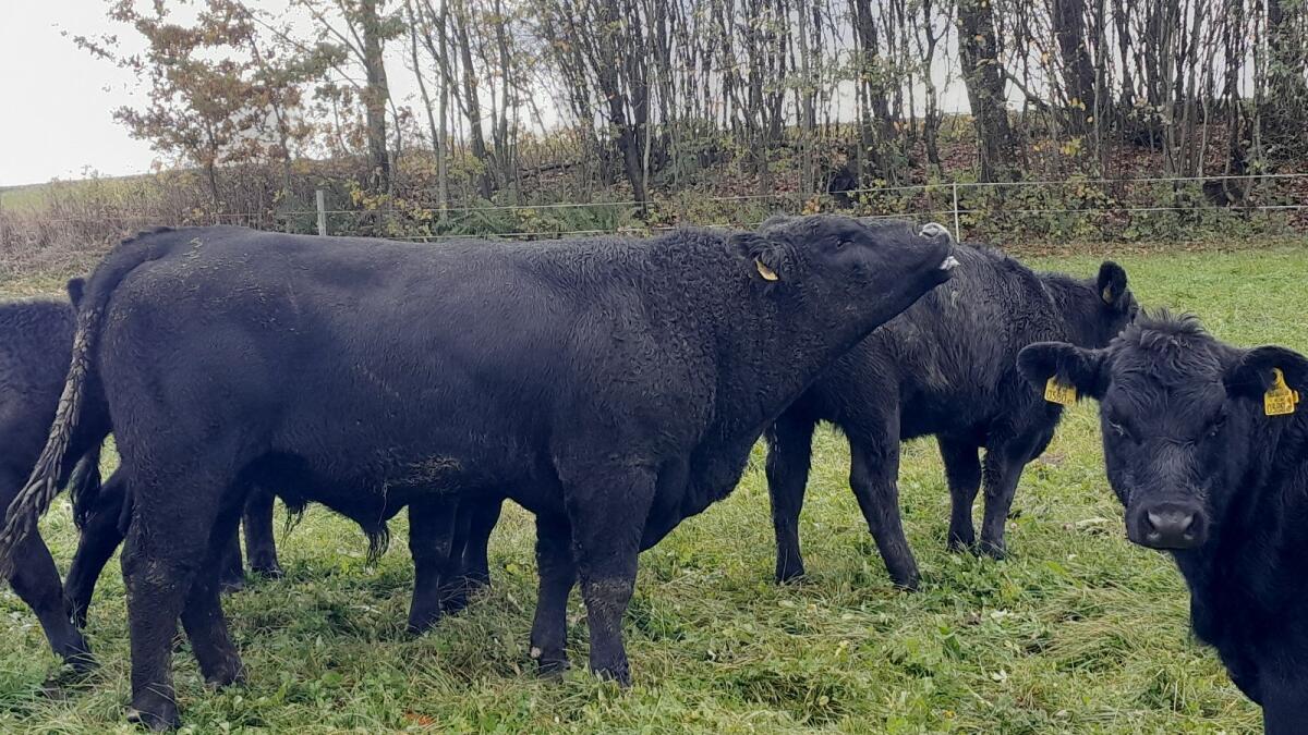BIO Aberdeen Angus Stier 3